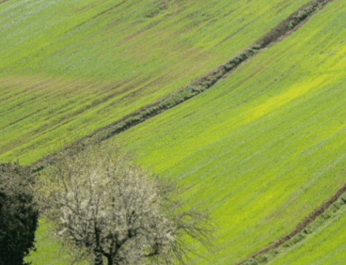 Un bosque verde en O Porriño: la nueva vida de la Canteira Ferro 